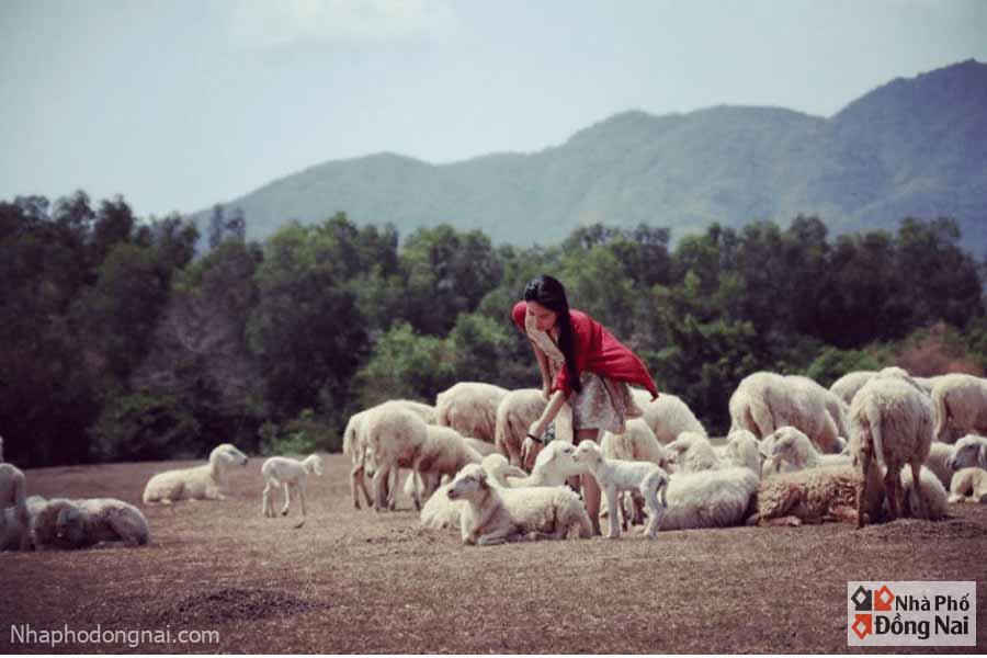 Trại Cừu Đồng Lách