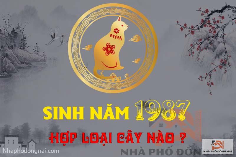 tuoi-dinh-mao-1987-hop-cay-gi