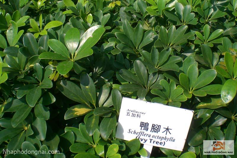 Cây Ngũ Gia Bì có tên khoa học Schefflera Octophylla Lour, thuộc họ nhân Sâm (Araliaceae)