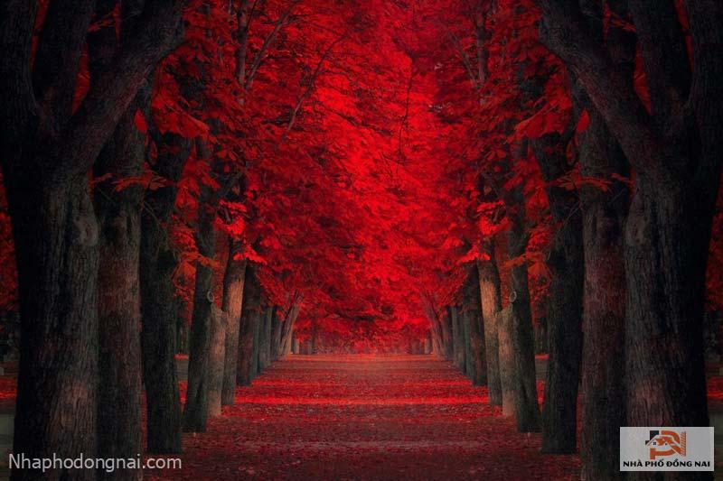 Con đường trồng phong lá đỏ với vẻ đẹp đỏ rực